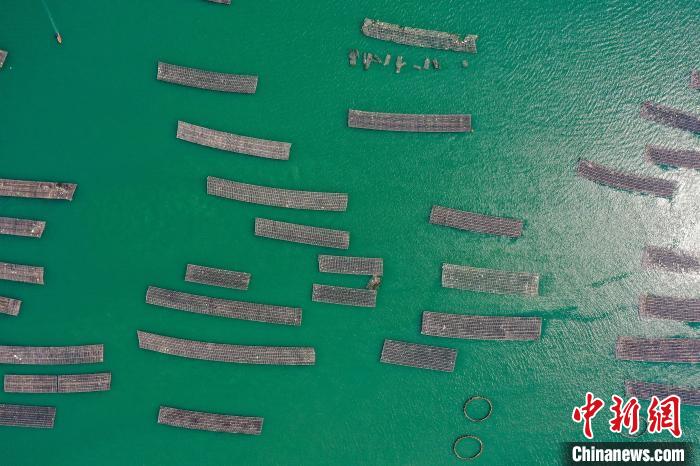 圖為蠔排綿延不斷?！⊥跻哉?攝