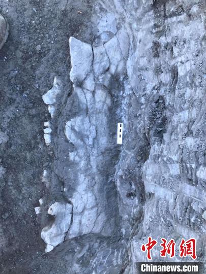 本次研究的化石標(biāo)本挖掘現(xiàn)場(chǎng)1(圖源：?ngel Galobart)?！∈┢樟指瘛ぷ匀?供圖 