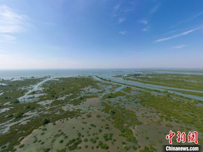 廣西最長(zhǎng)跨海大橋與“海上森林”同在大工業(yè)與白海豚共存