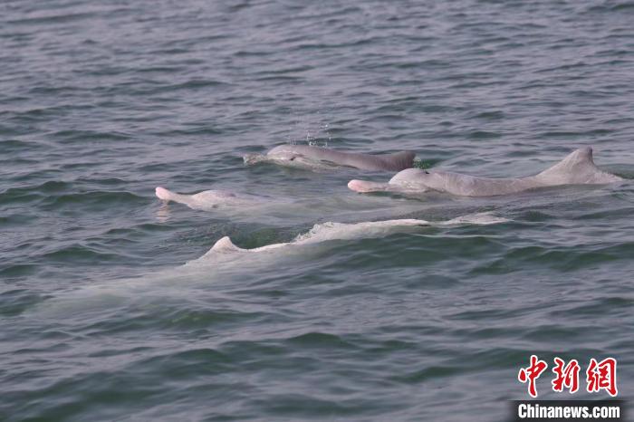 圖為中華白海豚?！≮w一 攝