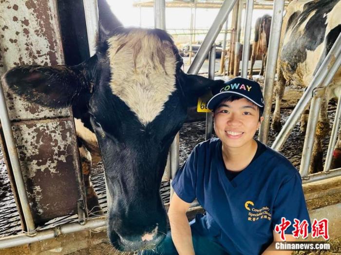 臺南康維乳牛?？圃\所獸醫(yī)師雷雁情曾到福州體驗當大熊貓“奶媽”，立志做大型草食動物獸醫(yī)。受訪者供圖