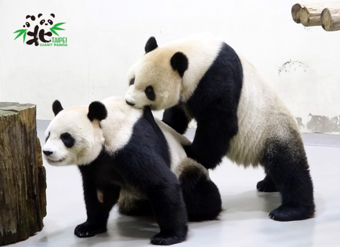 團(tuán)團(tuán)圓圓 團(tuán)團(tuán)圓圓