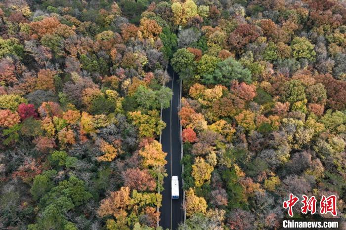 看！南京紫金山“打翻”了調(diào)色盤