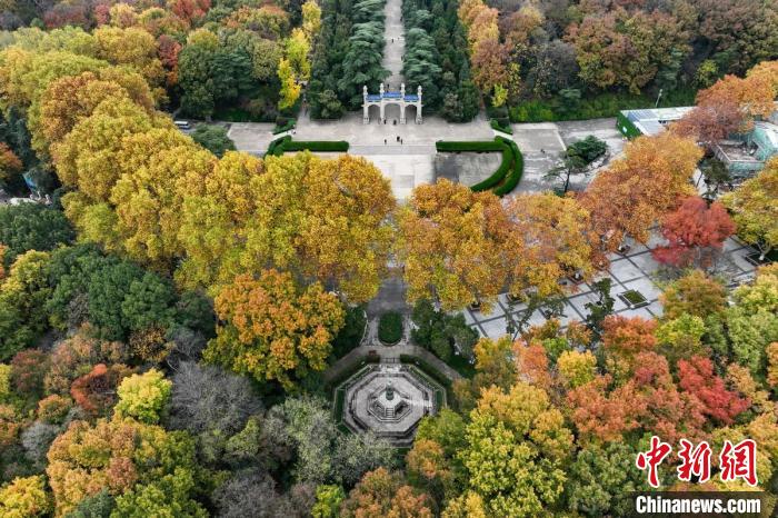 紫金山一年中最美的景致就在眼前。　泱波 攝