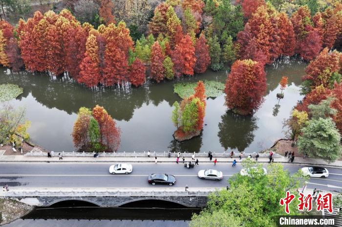 紫霞湖吸引市民前來打卡。　泱波 攝