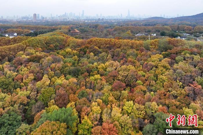 濃郁的色彩，呈現(xiàn)美麗畫卷?！°蟛?攝
