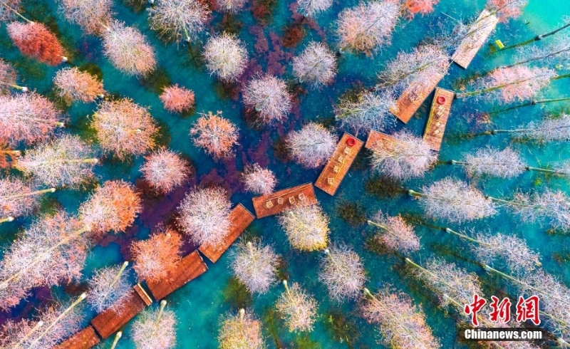 江蘇洪澤湖濕地水杉林色彩斑斕 景色如夢(mèng)似幻