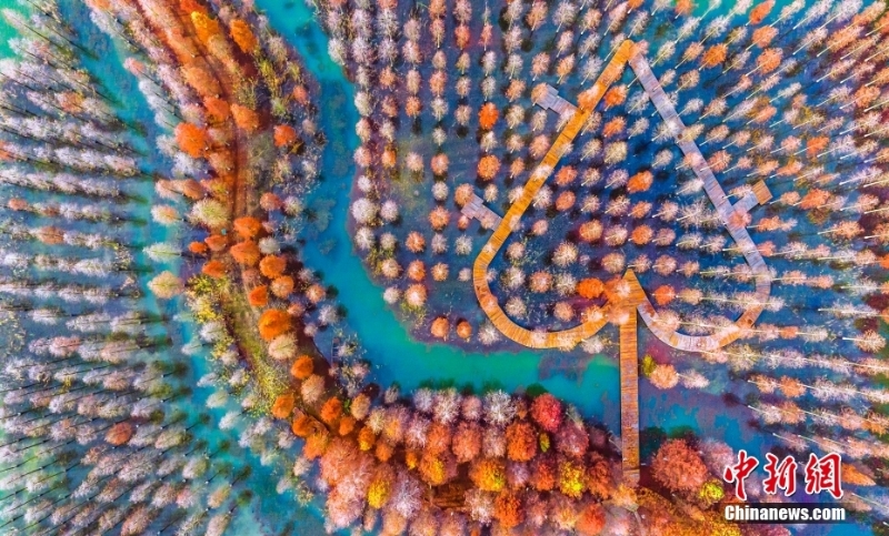 江蘇洪澤湖濕地水杉林色彩斑斕 景色如夢(mèng)似幻