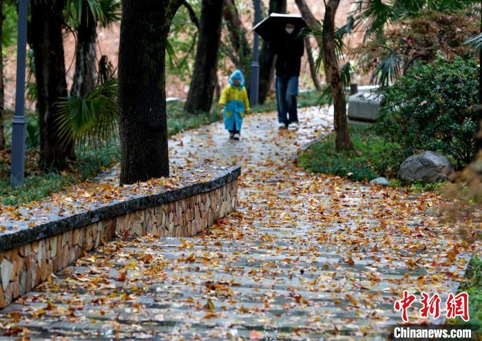 強(qiáng)寒潮來襲，武漢東湖邊沿湖大道落葉滿地?！垥?攝