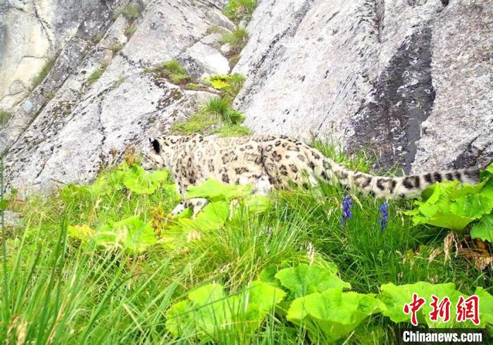 大熊貓國家公園汶川園區(qū)發(fā)現(xiàn)的雪豹。　大熊貓國家公園汶川管理總站供圖