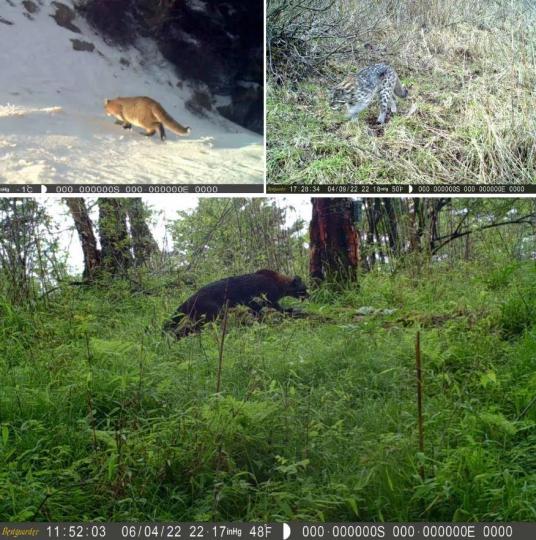 金貓亮相秦嶺林區(qū)?！￡兾魇×謽I(yè)局供圖