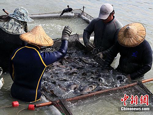 資料圖：臺(tái)灣漁民正在捕撈石斑魚(yú)。<a target='_blank' href='/'>中新社</a>記者 關(guān)向東 攝