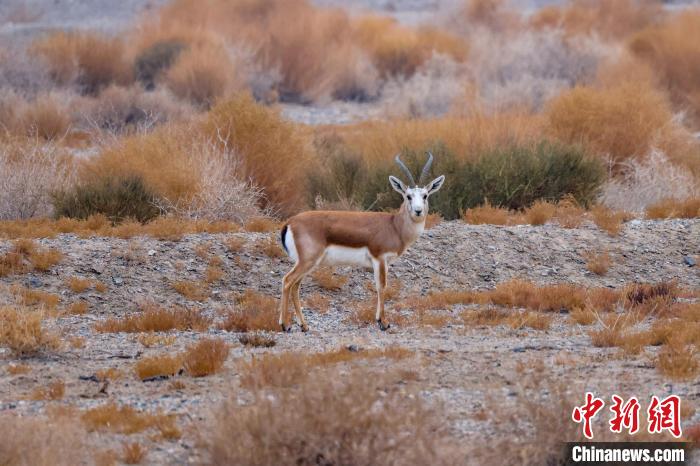 博斯騰湖擁有濕地、高山、戈壁等多樣地形地貌，為野生動(dòng)物的繁衍生息提供了優(yōu)越的自然條件?！『嚏?攝