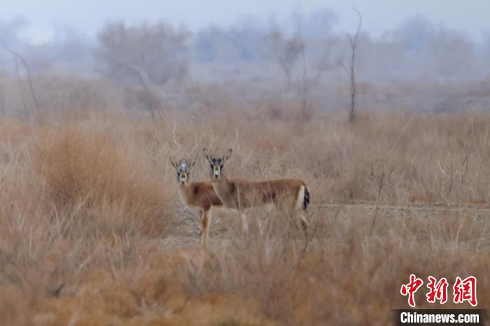 博斯騰湖南岸的戈壁灘上，鵝喉羚在悠閑漫步。　胡侍琦 攝