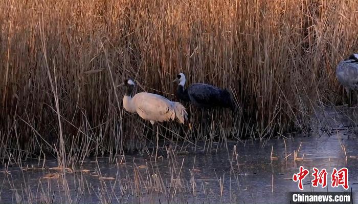 “京津冀最美濕地”河北衡水湖首現(xiàn)國家一級(jí)保護(hù)動(dòng)物白頭鶴