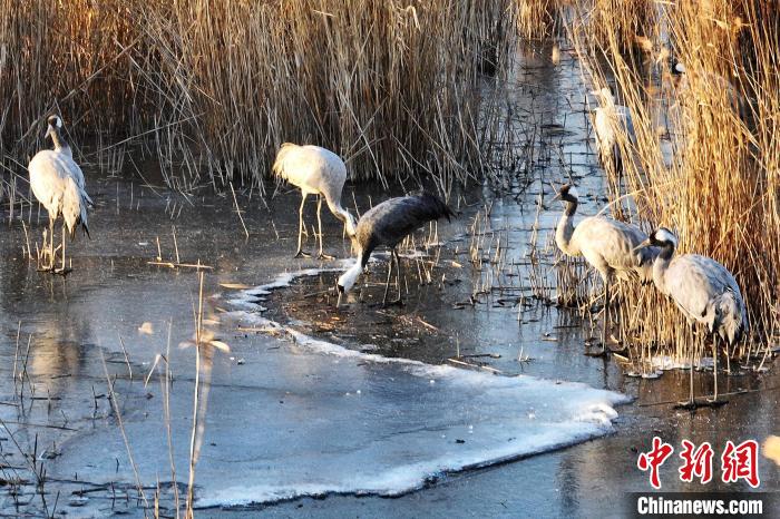 白頭鶴(中)啄破薄冰覓食?！±蠲?攝