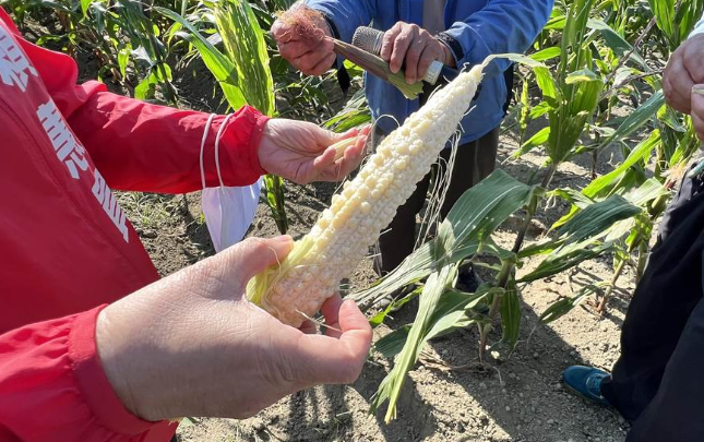 臺南農(nóng)民玉米發(fā)育