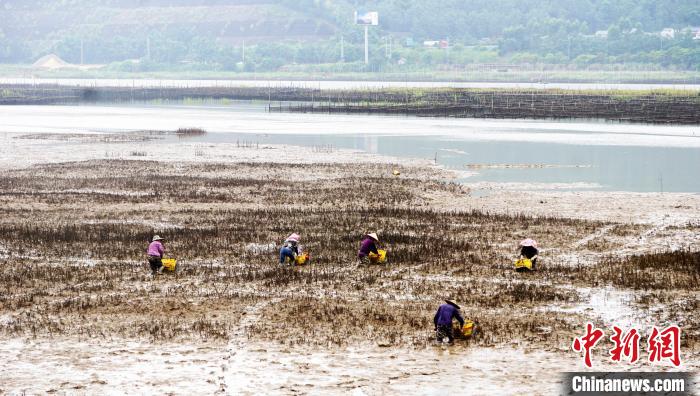 福建環(huán)三都澳濕地見聞：生態(tài)好了，來的人就多了