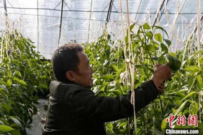 山西省襄垣縣種植農(nóng)戶“貓冬”致富“不打烊”?！⊥醭?攝