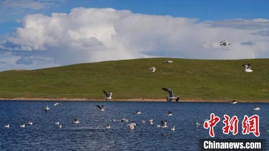 青海果洛入選全國首批林業(yè)碳匯試點(diǎn)市（縣）