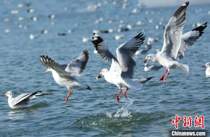 紅嘴鷗在平頂山白龜湖捕食?！↓嬊锵?攝