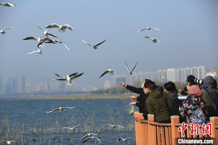 冬日賞鷗成為平頂山的一道風(fēng)景。　龐秋霞 攝