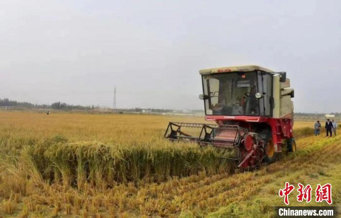 新疆喀什地區(qū)岳普湖海水稻種植基地收割現(xiàn)場。資料圖 岳普湖融媒體中心供圖