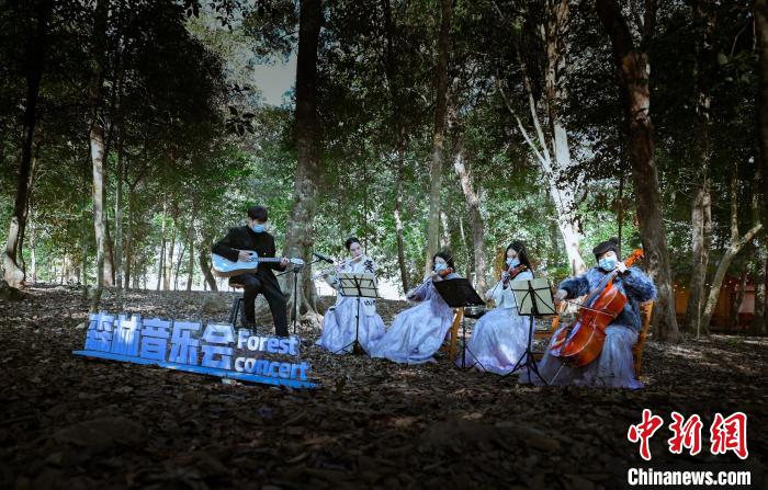 森林音樂會。　蕉城區(qū)融媒體中心 供圖