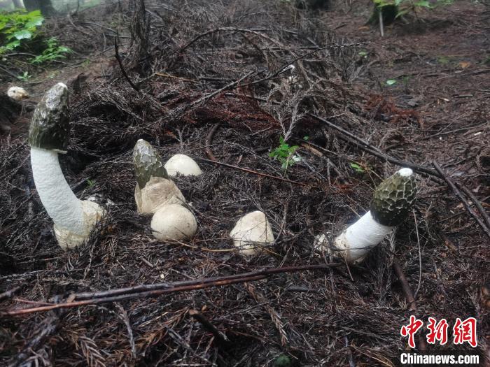 圖為真菌類(lèi)冬蓀。　貴陽(yáng)市委宣傳部供圖