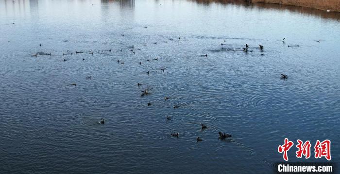 成群的鸕鶿打破了冬日湖面寂靜?！⊥蹊F良 攝