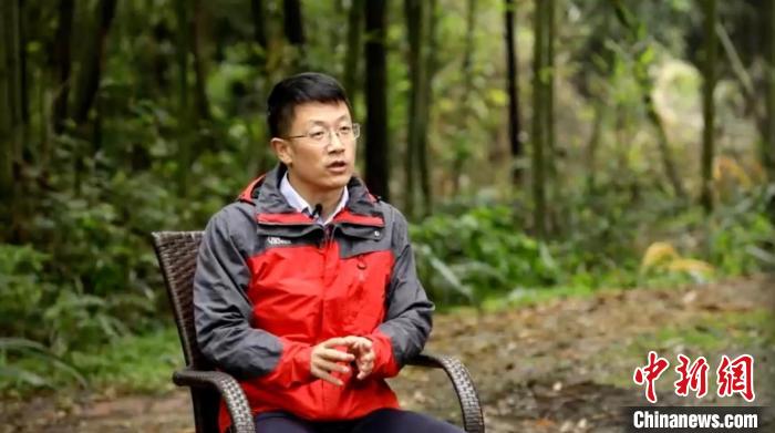 【科學的溫度】圈養(yǎng)大熊貓如何進行野化放歸？