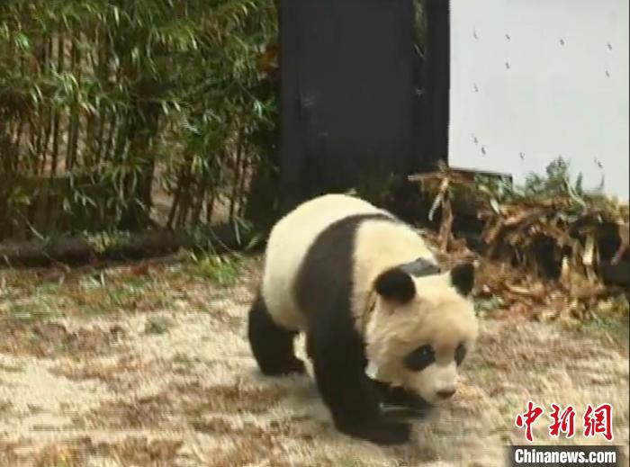 大熊貓“淘淘”放歸?！≈袊笮茇埍Ｗo研究中心供圖