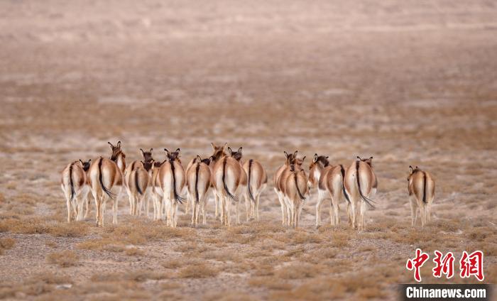 吳宏坤拍攝的野毛驢?！呛昀?攝