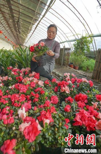 種植戶程彩正在打理花卉。　向浪 攝