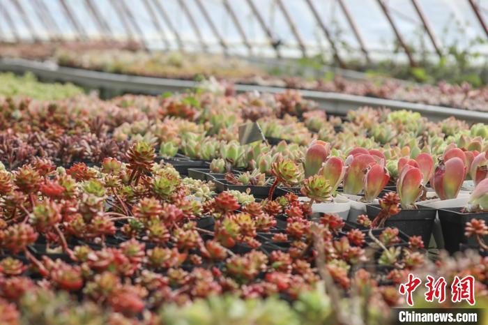 多肉品種讓人眼花繚亂?！∠蚶?攝