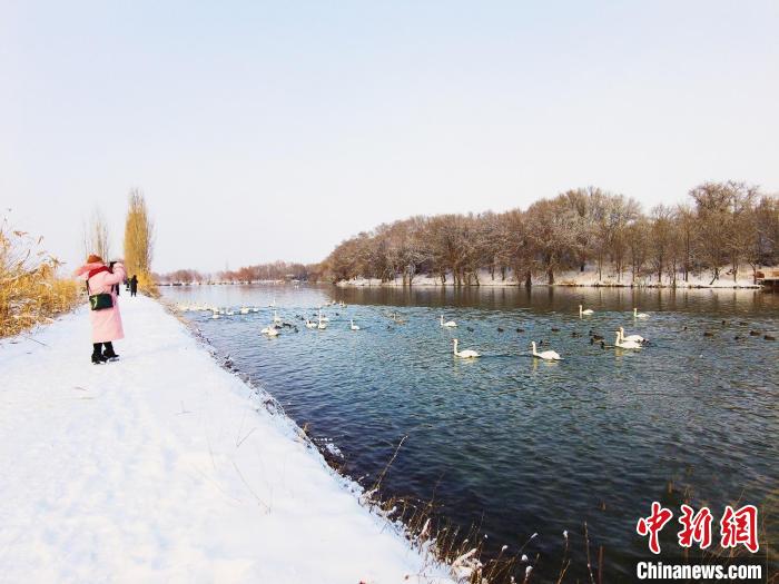 生態(tài)變好，濕地天鵝越來(lái)越多，吸引攝影愛(ài)好者和游客前來(lái)欣賞拍照?！￡愒伱?攝