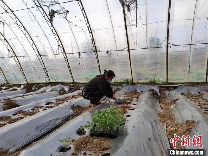 圖為內(nèi)蒙古赤峰市林西縣農(nóng)民在大棚里干活(資料圖)?！￡悤栽?攝