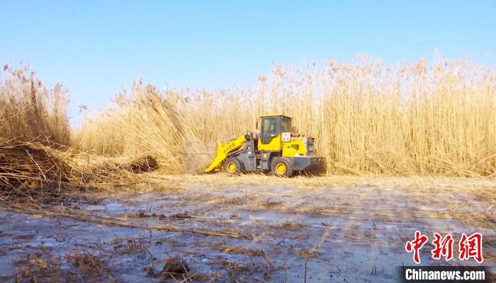 茫茫葦海馬達(dá)轟鳴、蘆花飛舞，呈現(xiàn)出一派繁忙的豐收景象?！∵_(dá)來 攝