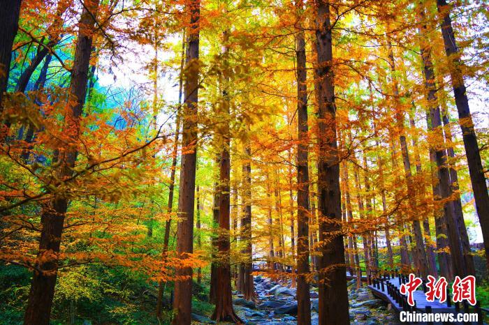 圖為國家植物園櫻桃溝景區(qū)?！”本┦泄珗@管理中心供圖