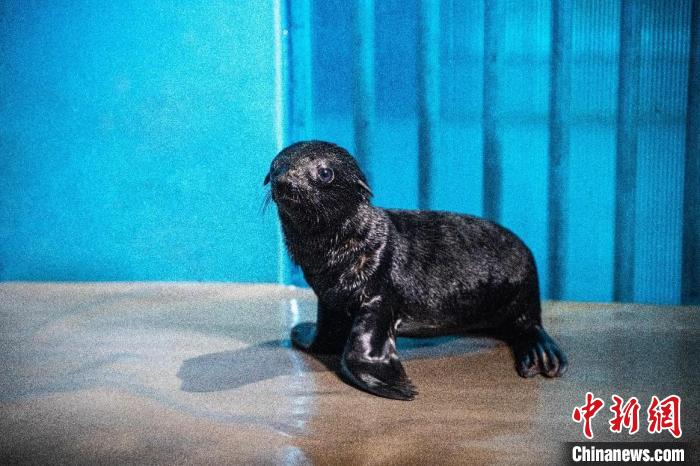 新年誕生的海獅寶寶。　王雯供圖