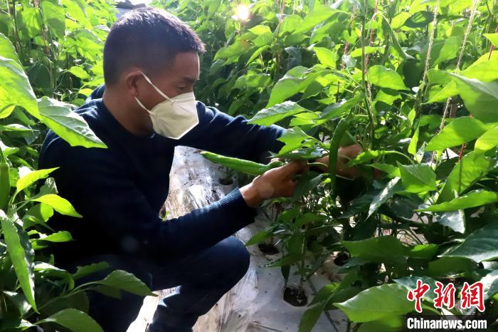 圖為辣椒采摘?！s藏措 攝