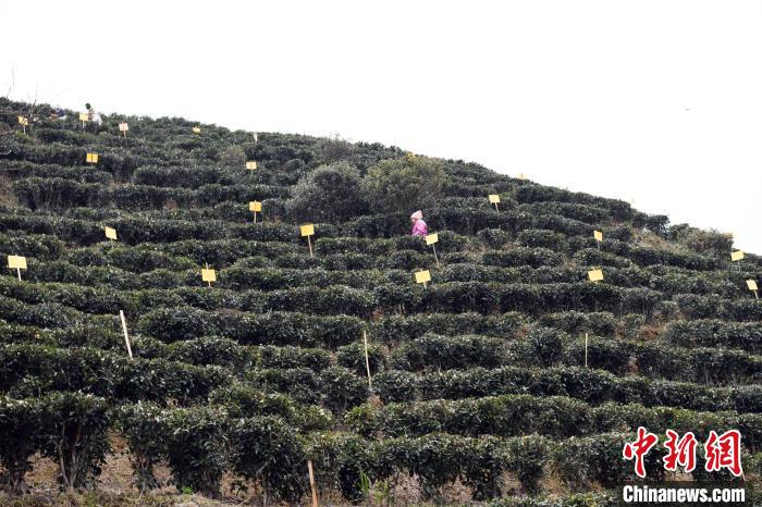 山坪村茶園?！∈Y雪林 攝