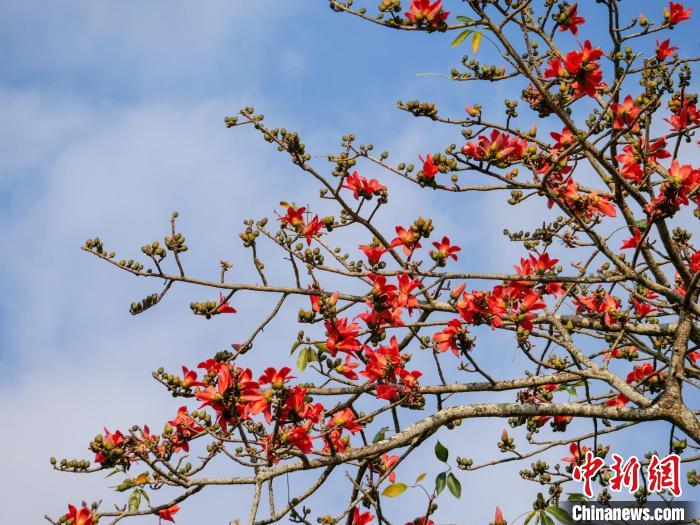 木棉花開?！×栝?攝