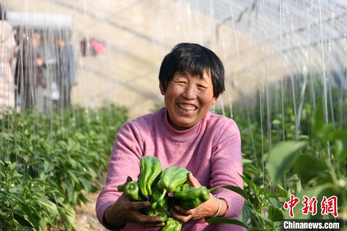 安徽省五河縣大棚內(nèi)青椒長(zhǎng)勢(shì)喜人?！⒑?攝