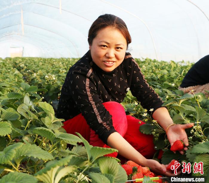 安徽省五河縣草莓大棚內(nèi)“紅顏”品種的草莓?！⒑?攝