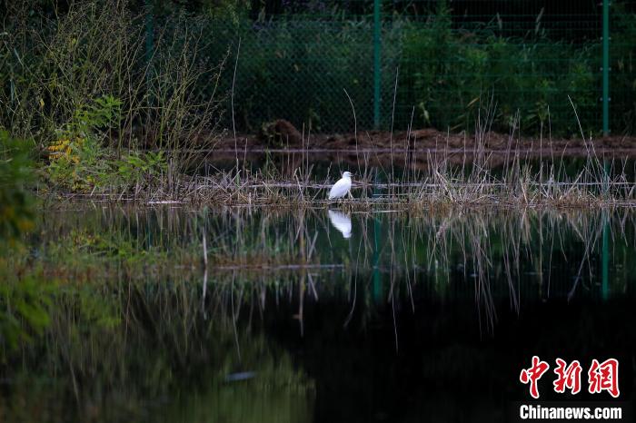 圖為野鴨湖濕地?！”本┦袌@林綠化局供圖