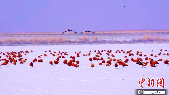 遠道而來的“小客人”們有的在濕地淺灘棲息覓食，補充能量；有的在空中盤旋飛舞，展翅翱翔?！∵_來 攝