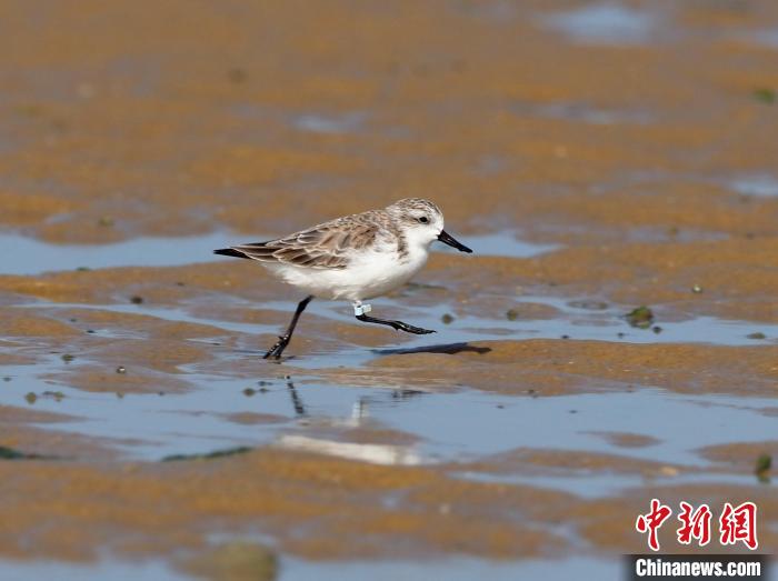 圖為光村銀灘戴淺藍(lán)色腳旗勺嘴鷸?！×_理想 攝