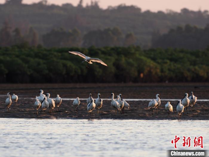 圖為黑臉琵鷺?！×_理想 　攝