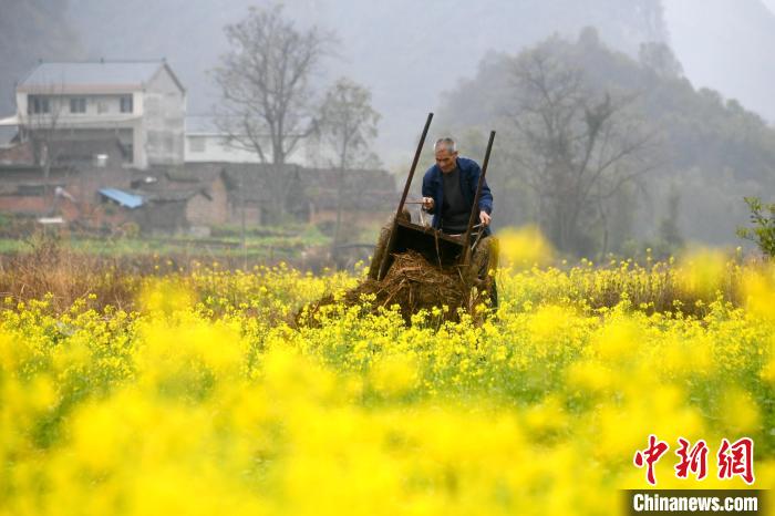 田間地頭一派人勤春早的忙碌景象。　廖光福 攝